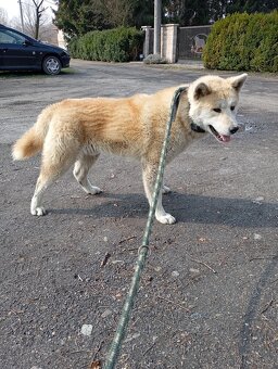 Akita inu - 2