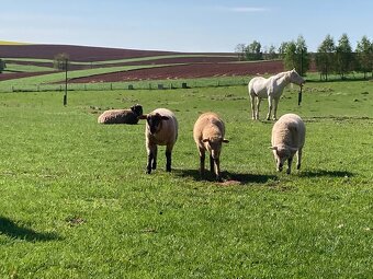 Prodám letošní jehňata - kříženci Suffolk - 2