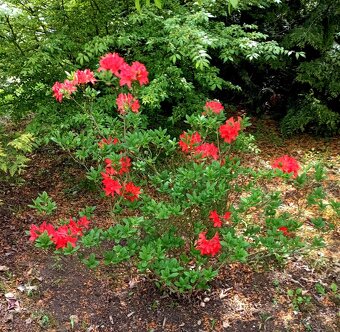 Nabízím velké azalky a rododendrony. - 2