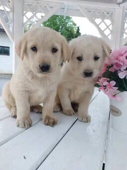 labradorský retrívr s PP - 2