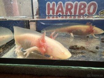 Axolotl mexický - Vodní dráček - 2