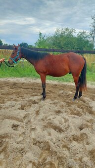 Valášek Paint horse - 2