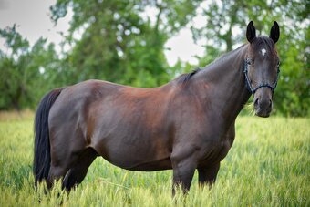 13letý Valach na prodej - 2