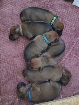 Rhodeský ridgeback - 2