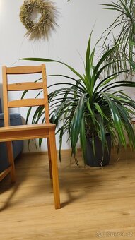 Pokojová květina Pandanus - 2