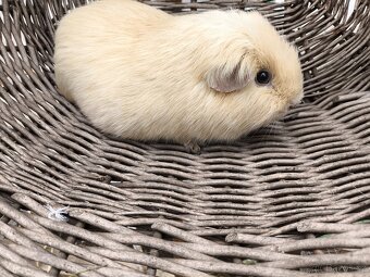 Cuy morcata a klasická morčata - 2