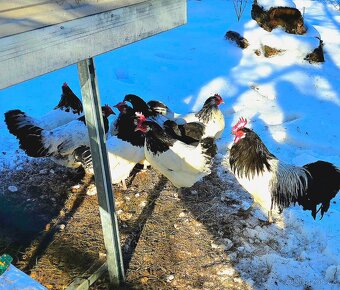 Lakenfeldka, násadová vejce, kuřátka - 2