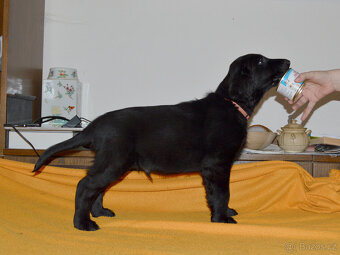 Flat coated retriever černý pejsek s PP - 2