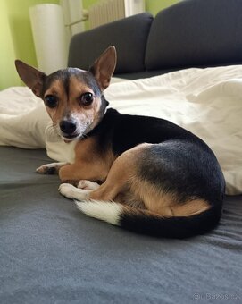 Nabízím pejska ke krytí - 2