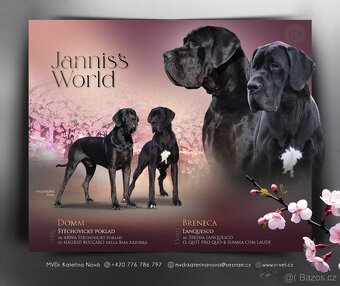 Německá doga černá s PP - 2