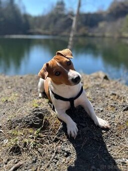 Pes na páření, Jack Russell teriér. Věk 1 rok a 3 měsíce. - 2