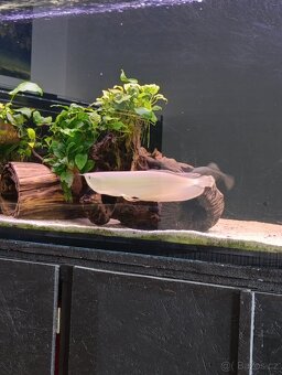 Arowana dvoufousá - 2