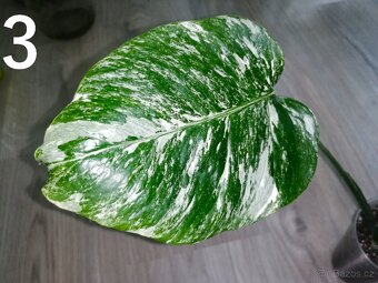Monstera Deliciosa Albo variegata - 2