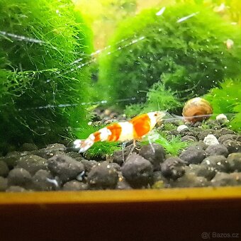 Akvarijní krevetky - 2