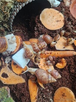 Achatina / africký šnek / oblovka - DARUJI - 2