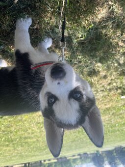 Štěně Husky - 2