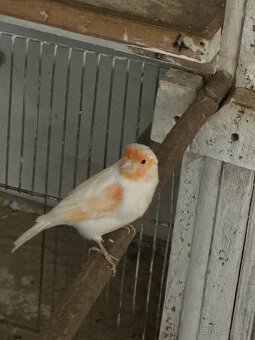 Kanarci - 2