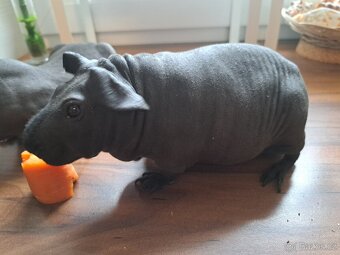 2x skinny morče (kluci) + klec + domeček - 2