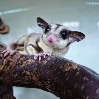 Vakoveverka letavá - 2
