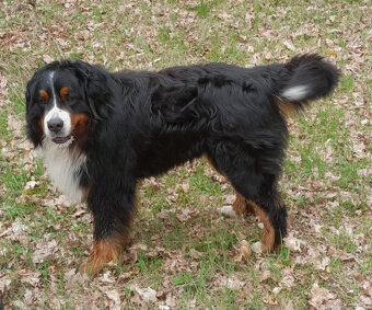 Bernský salašnický pes - 2