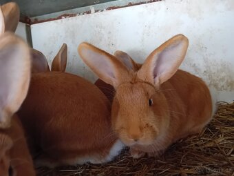 Burgundský kralík - 2