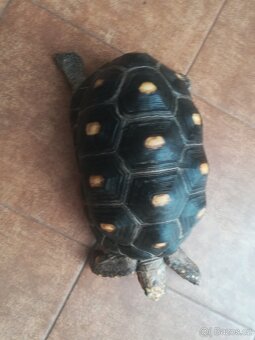 Želva Uhlířská - dospělé dvě samice - 2