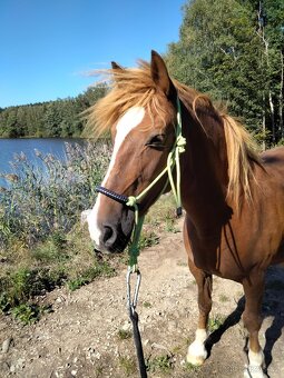 Welsh cob part-bred - 2