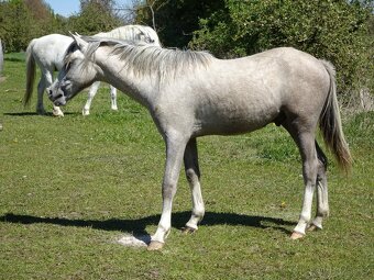 Prodám hřebečka Welsh pony, sekce B, s PP. - 2