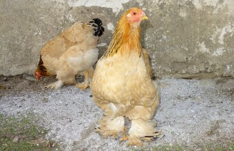 Brahmanka velká - žlutá, tmavá kolumbie - 2