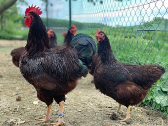 Rodajlendka červená 🥚🐣 (násadová vejce i kuřátka) - 2