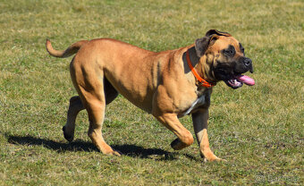 boerboel ballotada -chovná fena 1 rok - 2