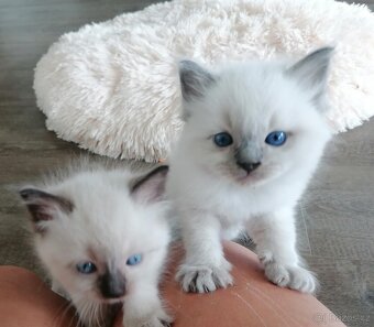 Ragdoll koťátka - 2