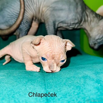 Kanadský sphynx - 2
