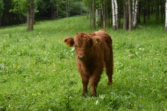 Prodám telátka Highland-Skotský náhorní skot, - 2