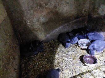 Moravský modrý - 2