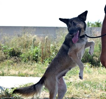 ADDY K ADOPCI - 3 ROKY, MILÁ, UČENLIVÁ, VDĚČNÁ - 2