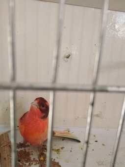 Prodám kanáry, andulky, žebříčky, stříbrozobky - 2