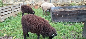 Quessantská ovce + dva beránci - 2