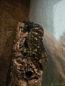 1.1 Pagekon obří Rhacodactylus leachianus - 2