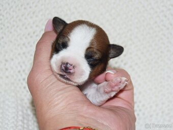 Jack Russell teriér s PP - 2