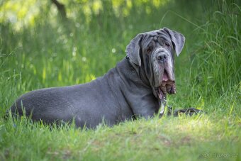 Neapolský Mastin s PP / v Útulku DOGSY - 2