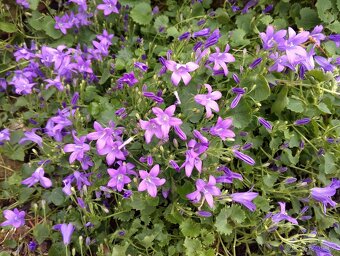 Campanula, zvonek dalmatský - 2