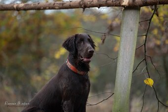 Prodám poslední 3 volné chlapečky Flat coated retriever - 2