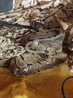 Krajta královská - Mojave spider - samec - - 2