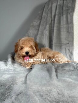 Maltipoo F1 Caramel, 3 měsíce - 2
