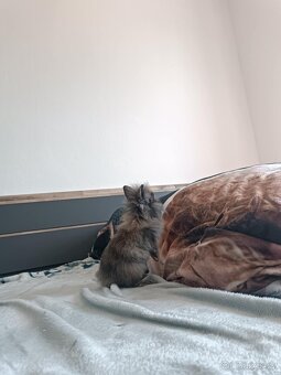 Daruji králíčka z důvodu cestování - 2