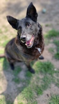 CONNIE K ADOPCI - nejvěrnější parťačka, mazel na N-tou - 2