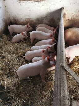 Selata na prodej - 2