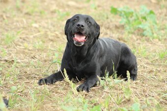 Labradorský retrívr s PP - 2