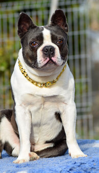 bostonský teriér  s PP  - modrý+lilac pejsek,  modrá holčiča - 2